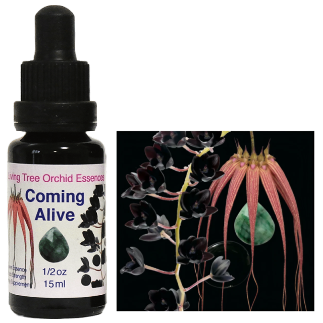 カミングアライヴ