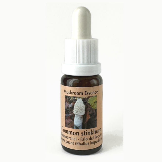 コモンスティンクホーン