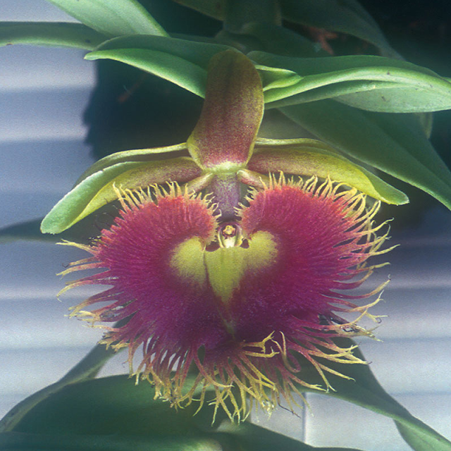 コアオブビーイング