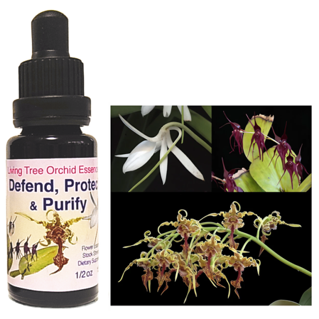 蘭のフラワーエッセンス Amazon.co.jp: 蘭のフラワーエッセンス―そのエネルギーと癒し