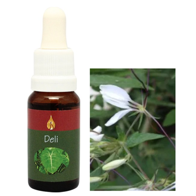 【予約品】ダイレクション『目的』アラレタマレインフォレスト　フラワーエッセンス マモア アラレタマ・レインフォレストエッセンス