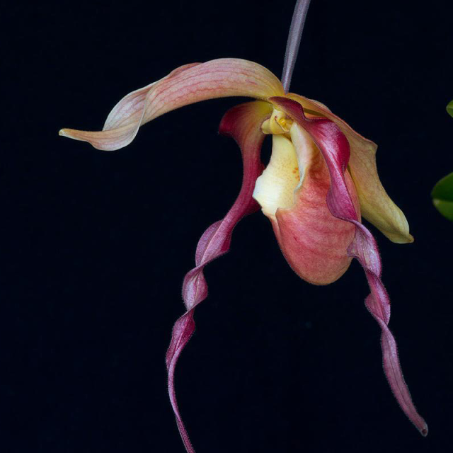 ドラゴンファイアー