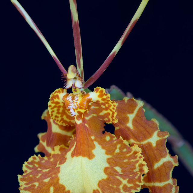 ドラゴンマスク