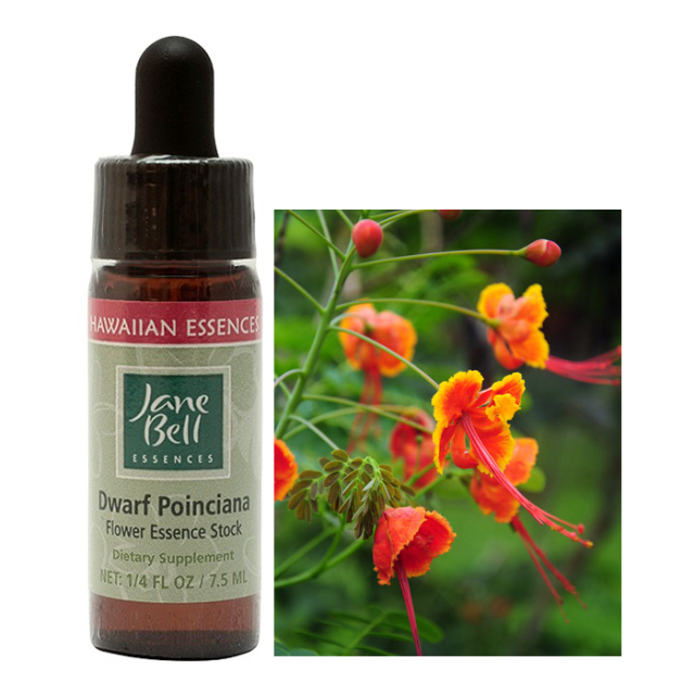 ドワーフポインシアナ