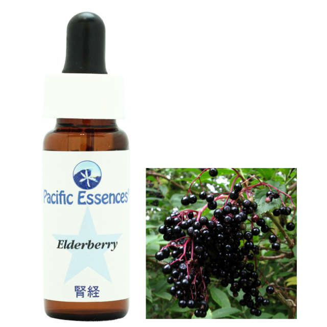 エルダーベリー