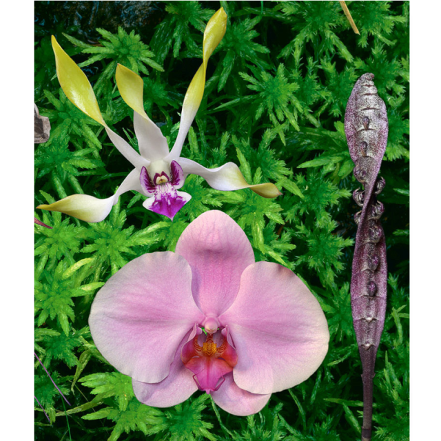 エナジーマトリックスプロテクション