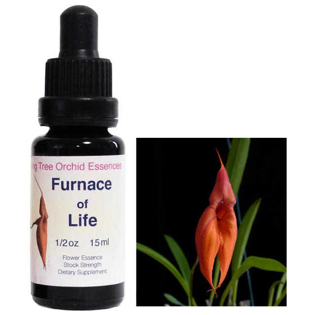 ベルーガ(シロイルカ)のペンダントとフラワーエッセンス　コルテPHI 楽天市場】【お買い物マラソン最大2222円クーポン配布中