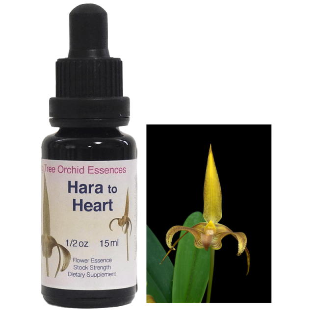 ラッフィングバタフライ リビングトゥリーオーキッドエッセンス