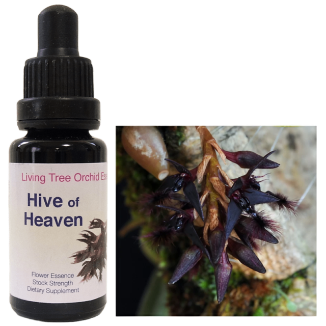 ハイブオブヘブン