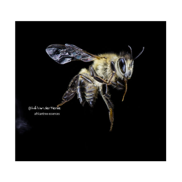 ハニービーシンフォニー