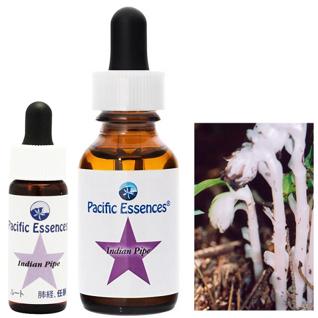 インディアンパイプ