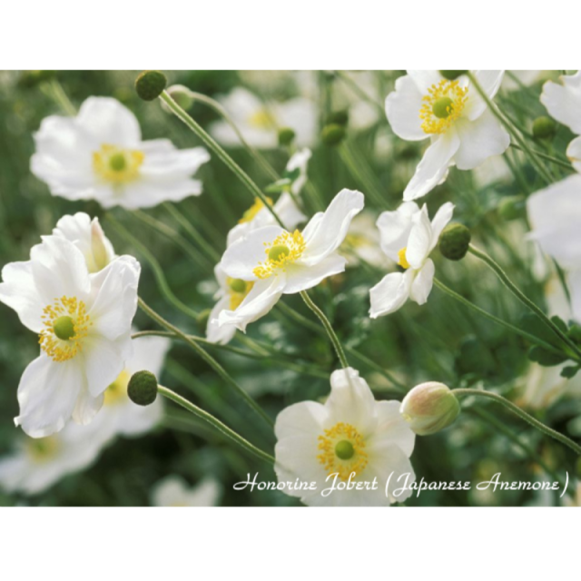 オノリーヌ・ジョベール　グラティチュードの花