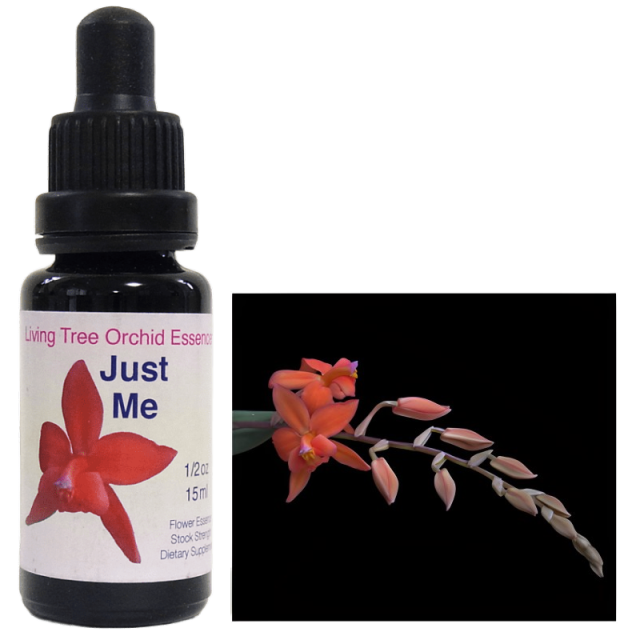 リビングトゥリーオーキッド(LTOE)のシングルエッセンス(H-R))