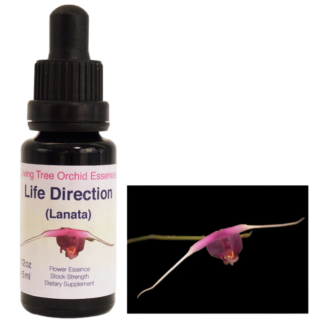 ライフディレクション