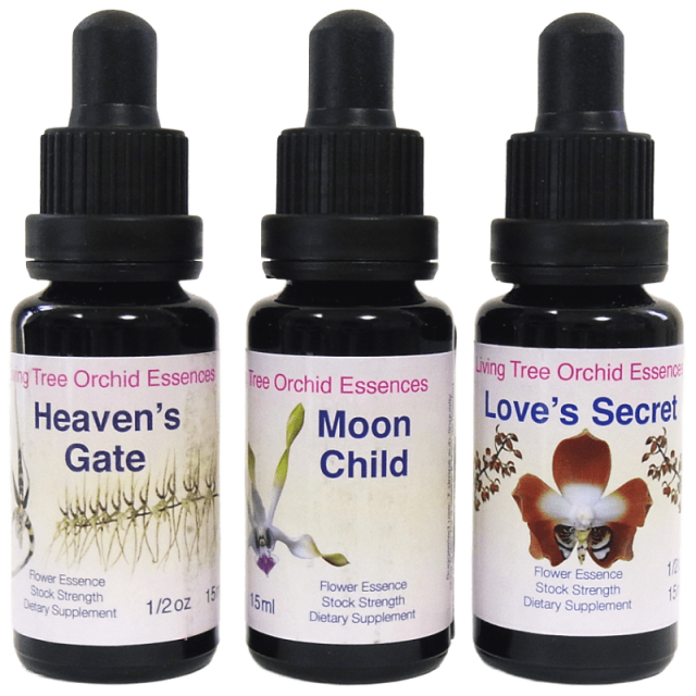 マクロカーパ オーストラリアンブッシュフラワー シングル 世界の