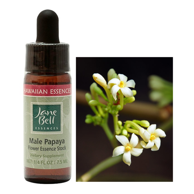 メイルパパイヤ