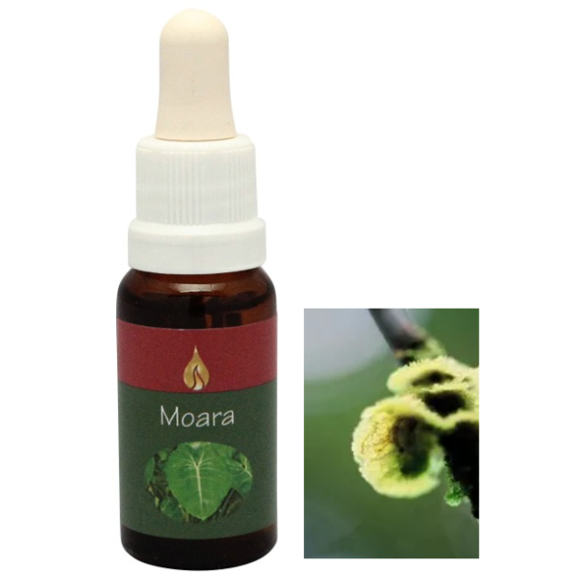 モアラ アラレタマ・レインフォレストエッセンス フラワーエッセンスの