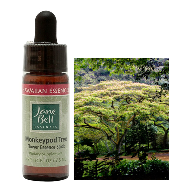 モンキーポッドツリー