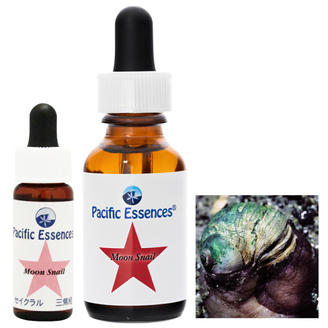 ムーンスネイル