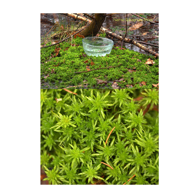 ナルニアスファグナムモス