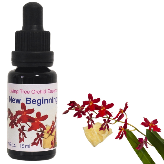 ニュービギニングス