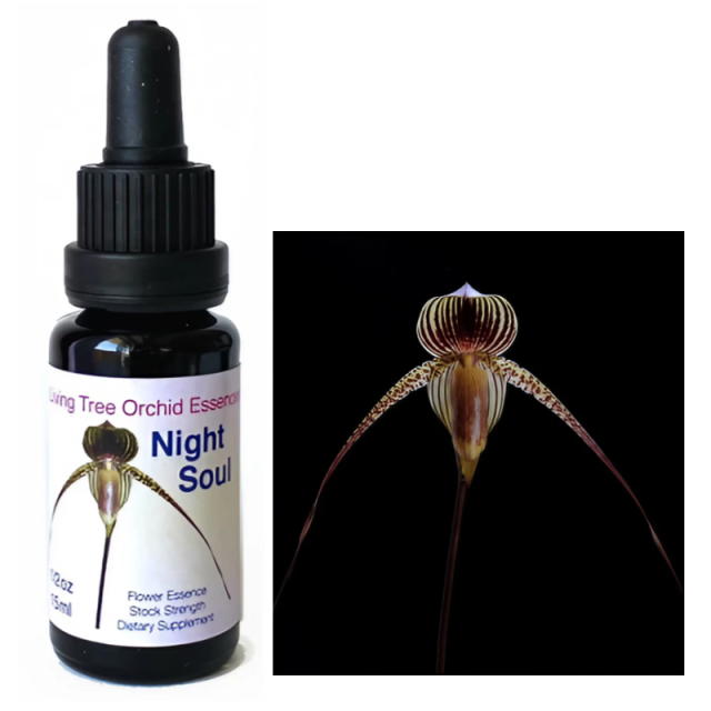 絶望から希望へ ナイトソウル リビングトゥリーオーキッド