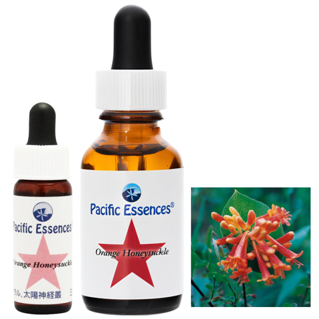 オレンジハニーサックル