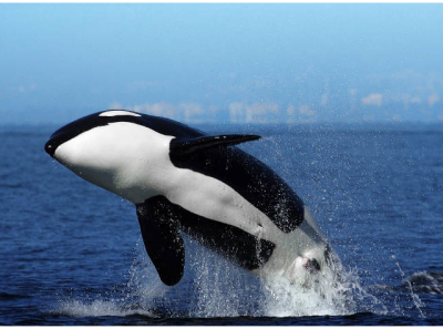 オルカ Orca Disambiguation Japaneseclass Jp