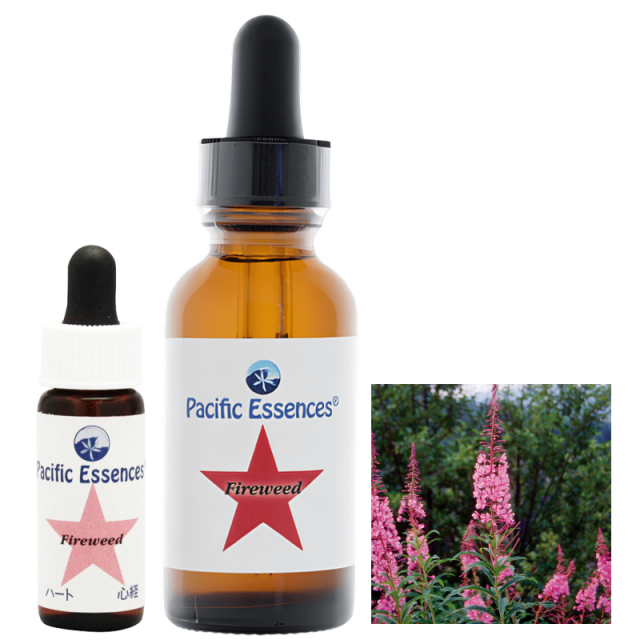 ファイヤーウィード