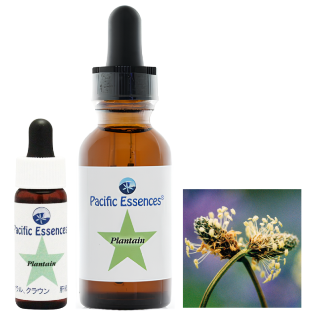 親密さを回復させるロマンスフラワーエッセンスの「インティマシー