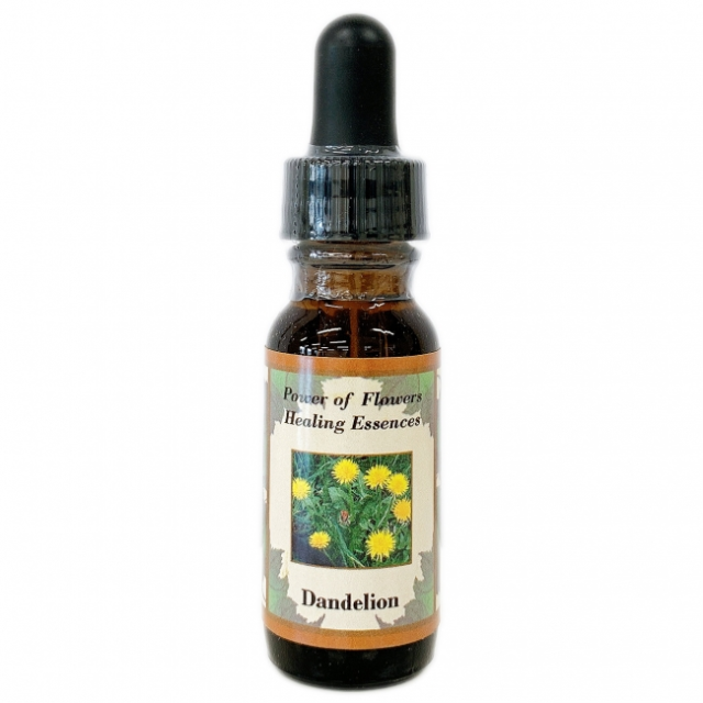 ダンデライオン