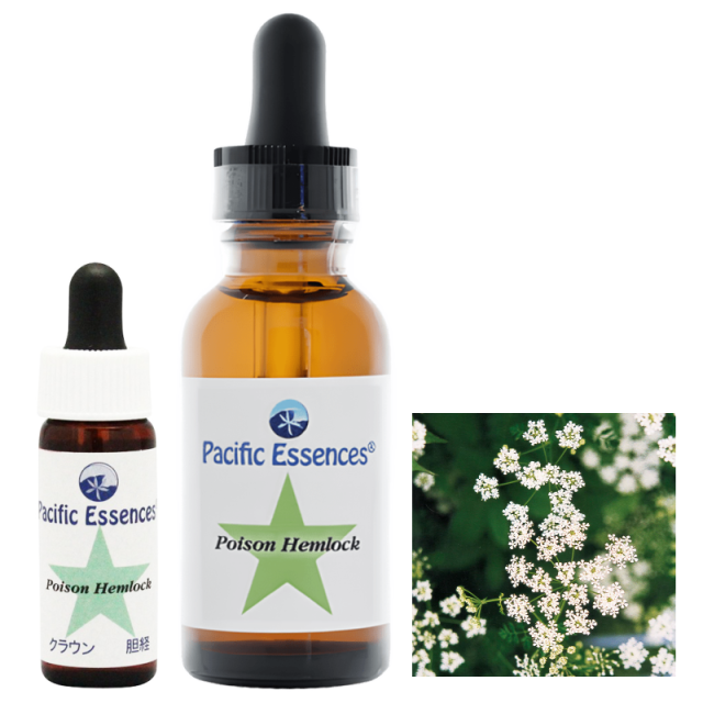 ポイズンヘムロック