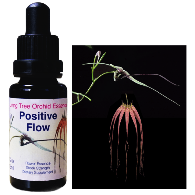 ラブラドールティー アラスカンエッセンス フラワーエッセンス