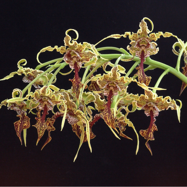 プロテックティブプレゼンス