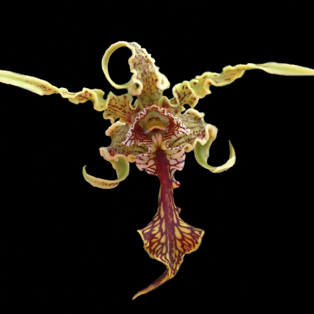 プロテクティブプレゼンス