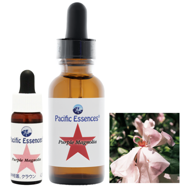 パープルマグノリア