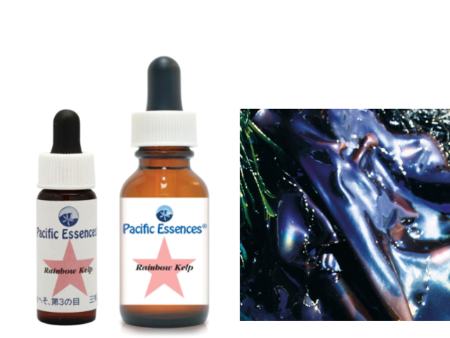 シータートル 《パシフィックエッセンス》7.5ml｜フラワー