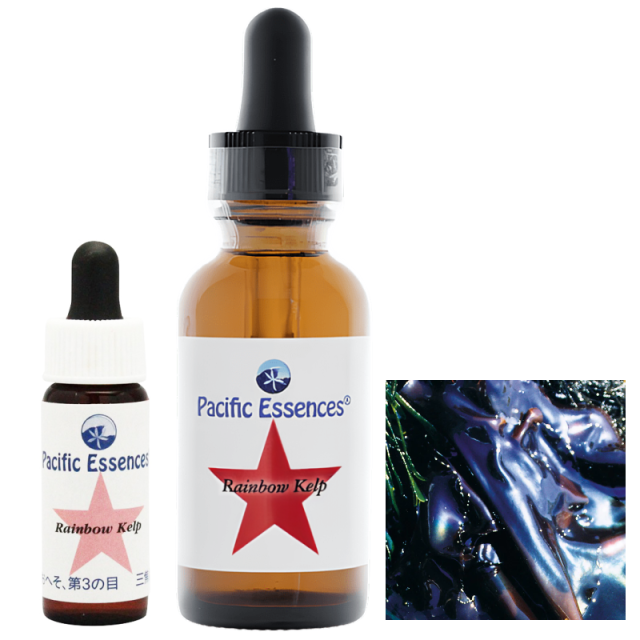 レインボーケルプ