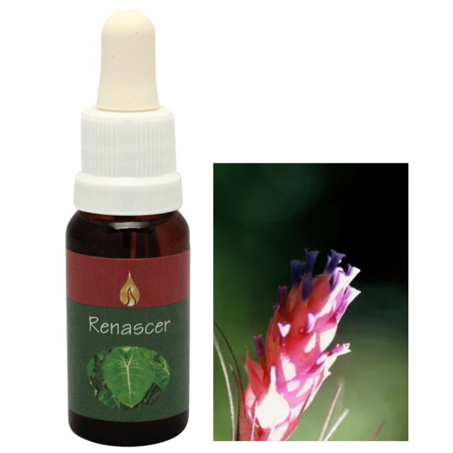 【予約品】ダイレクション『目的』アラレタマレインフォレスト　フラワーエッセンス ヘナシー アラレタマ・レインフォレストエッセンス フラワーエッセンス