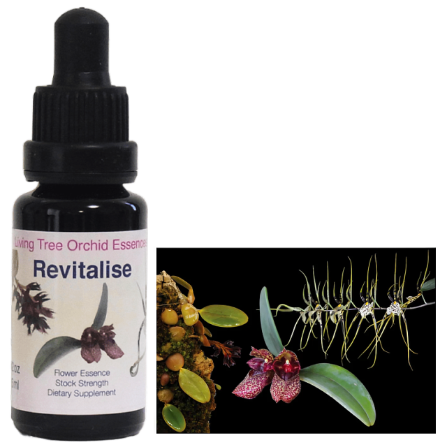 蘭のフラワーエッセンス―そのエネルギーと癒し リビングトゥリーオーキッドエッセ… Amazon.co.jp: 蘭のフラワーエッセンス―そのエネルギーと癒し