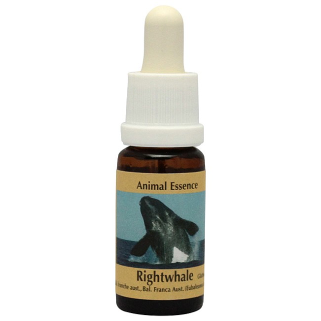 ライトホエール