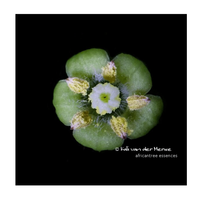 ロックアルダー