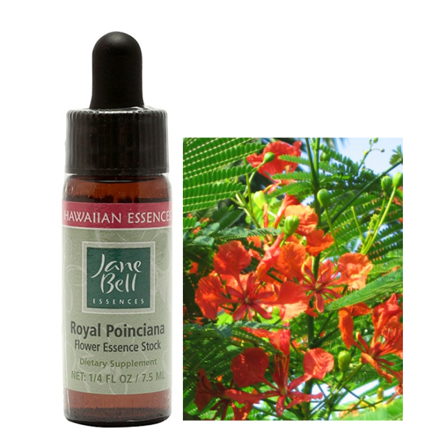 ロイヤルポインシアナ