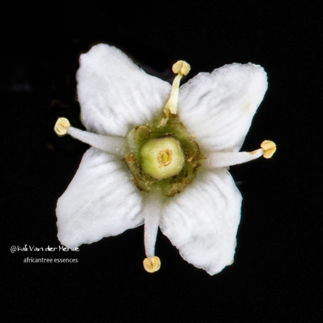 サフランウッド