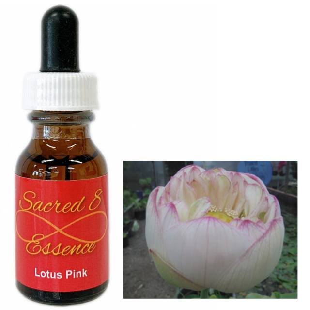 予約品】アメジスト ケイブセイクレッドエイトエッセンス