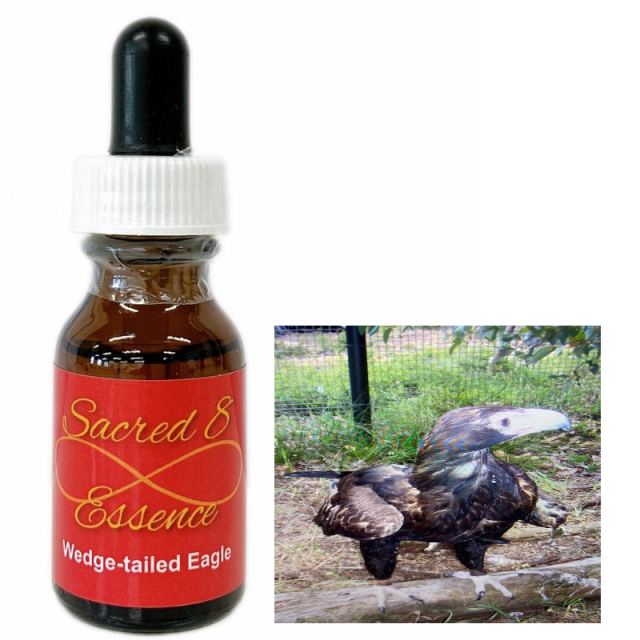 オナガイヌワシ（オス）