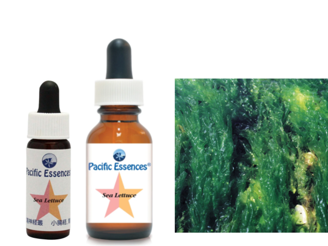 ♡お好きなエッセンスご選択♡パシフィックエッセンス　シーエッセンス7.5ml ホーソン《パシフィックエッセンス》7.5ml｜フラワーレメディ
