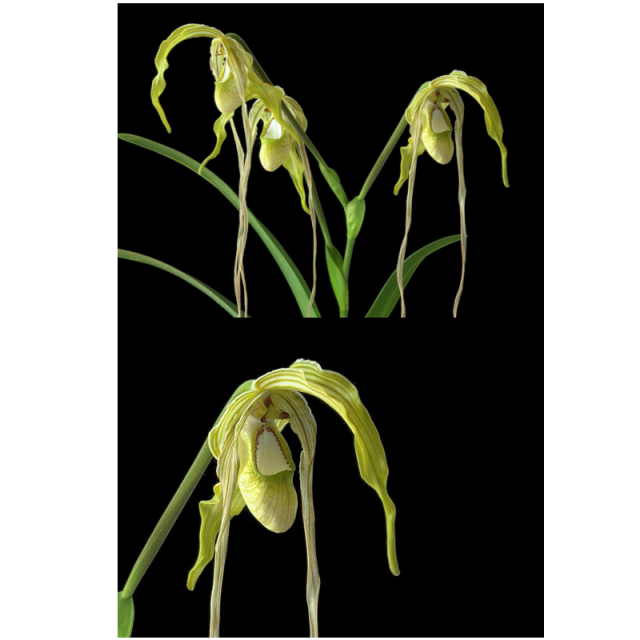 シークレットウィズダム