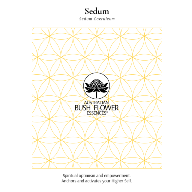 セダム　カード