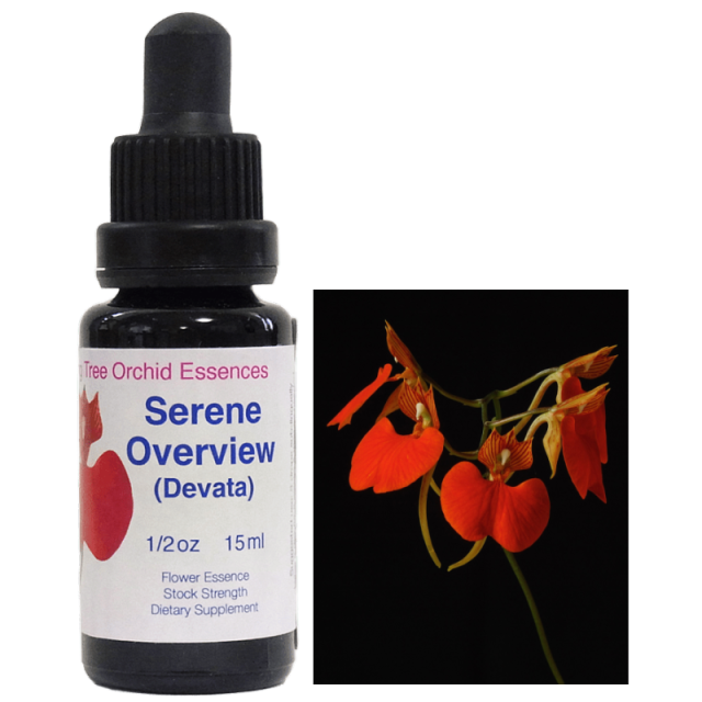 セレーンオーバービュー